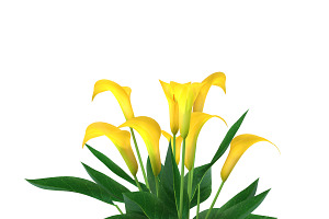 Calla Lily Yellow