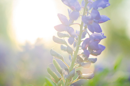 Backlit bluebonnet flower in texas stock photo containing bluebonnet and