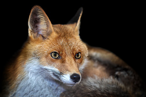 Close up view red fox. Wild animal isolated on a black backgroun, an Animal Photo by Byrdyak
