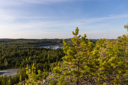 Group of small pines are by a lake i, a Nature Photo by Illustrations&photos