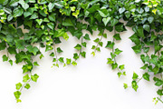 99 Frames of green leaves, a Nature Photo by Handmadefont (Thumbnail 69 of 100)