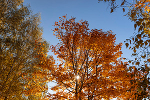 beautiful colorful foliage of maples in the autumn season in sunny weather in t, a Photo by rsoollAI