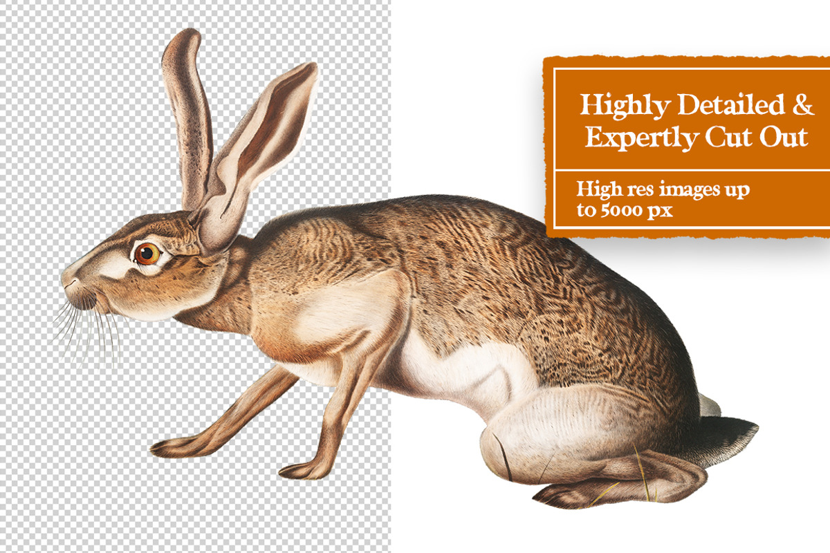 Vintage Animals Digital Collage Pack, an Object Graphic by Collage Supply Co (Photo 3 of 3)