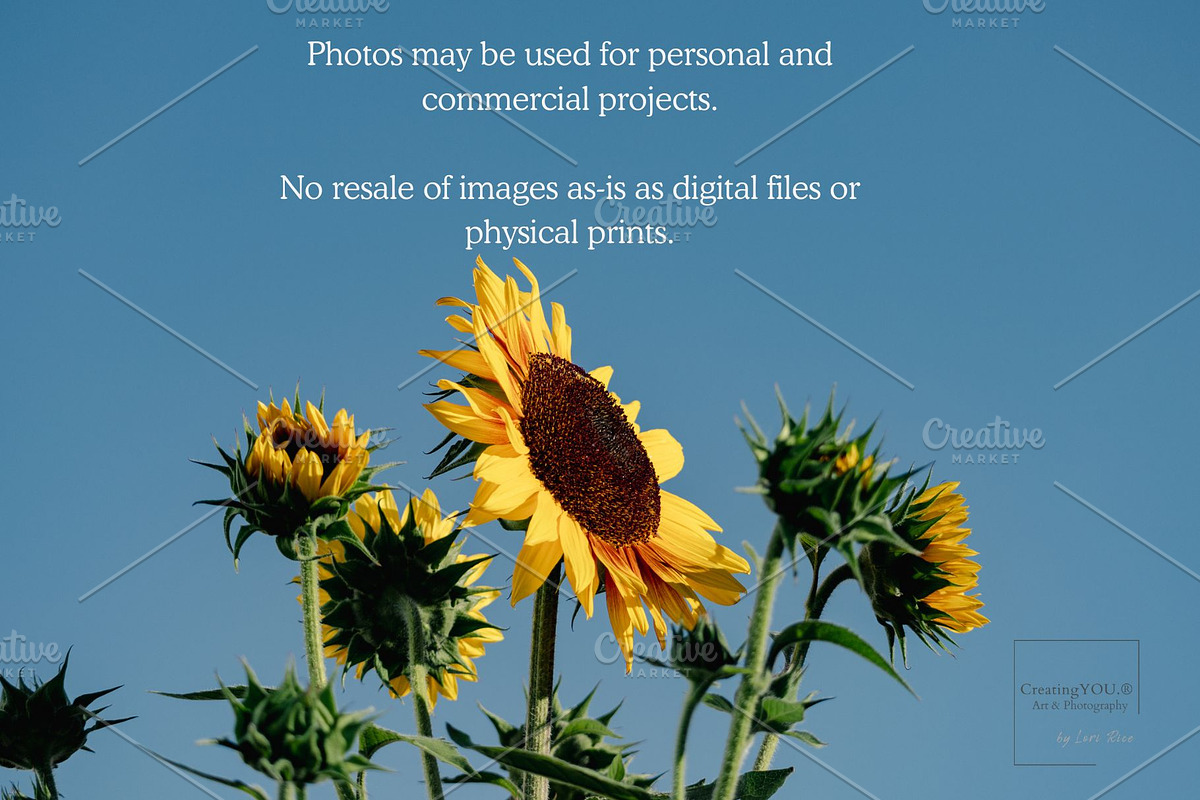 Sunflower Field Sky Background, a Background Photo by CreatingYOU.®, Lori Rice (Photo 3 of 3)