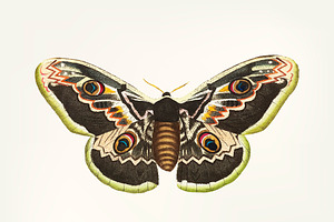 Hand Drawn Great Peacock Moth