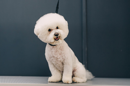 Dog haircut in salon. Pet care., an Animal Photo by Rov.7