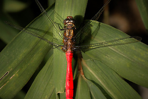 Fiery Skimmer Dragonfly, an Animal Photo by Rob D Animal Photography