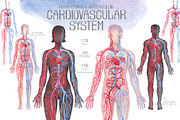 Watercolor anatomical body charts, a Healthcare Illustration by Ekaterina Glazkova (Thumbnail 5 of 8)