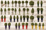 Flowerpots with plants, a Nature Photo by Tempera (Thumbnail 2 of 2)