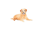 Labrador Dog Illustration Bundle, an Illustration by Foxery Digital (Thumbnail 2 of 4)
