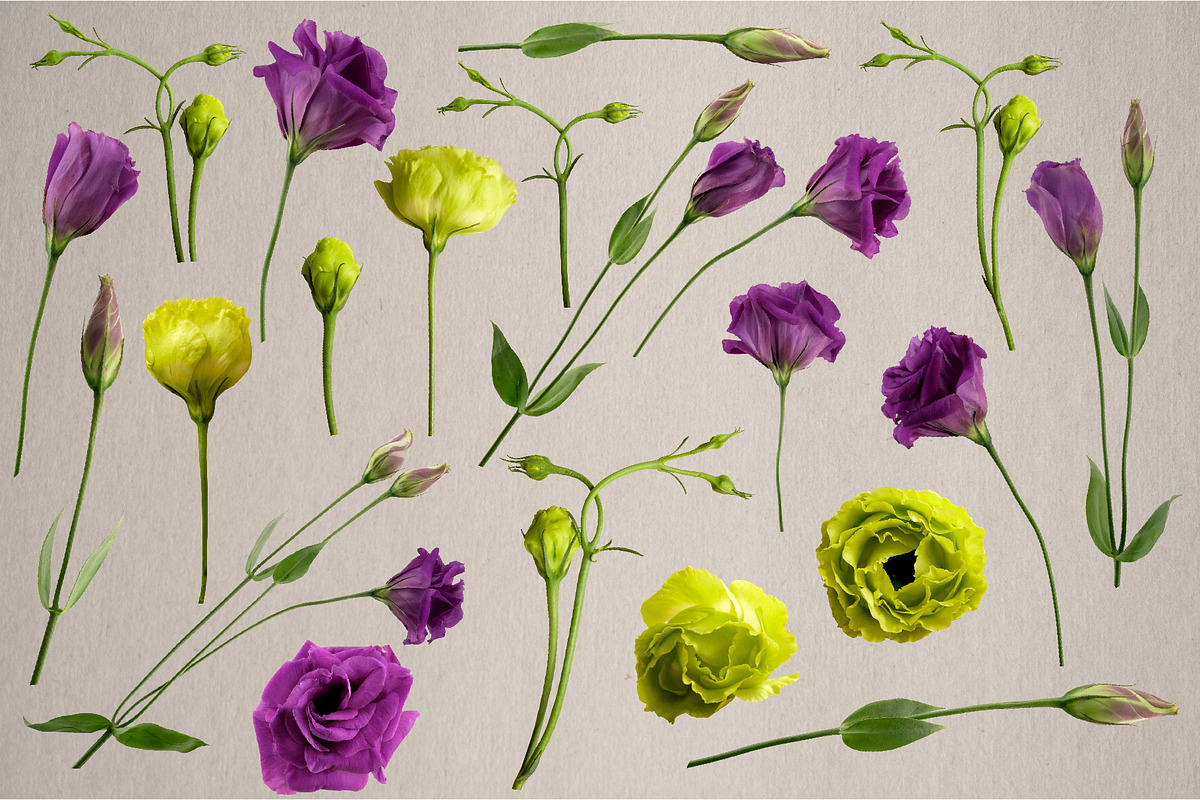 Lisianthus Blooms Realistic Flowers, an Object Graphic by Turning Moss (Photo 3 of 8)