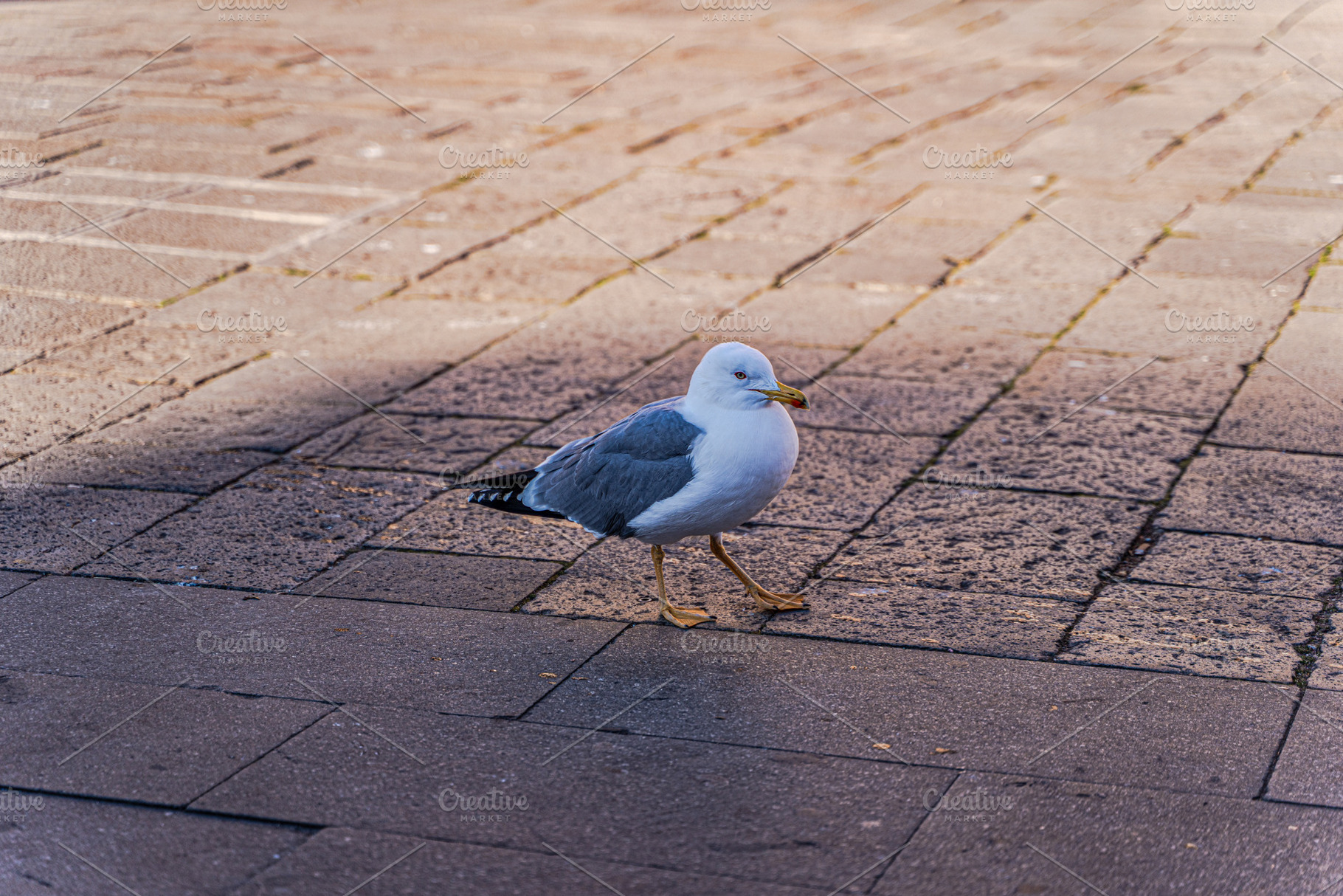 Cute seagull wals on the street of Venice, an Architecture Photo by Anna Bogush