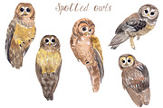 Watercolor Owls Bundle - 53 Owls, an Animal Illustration by YesFoxy (Thumbnail 9 of 11)