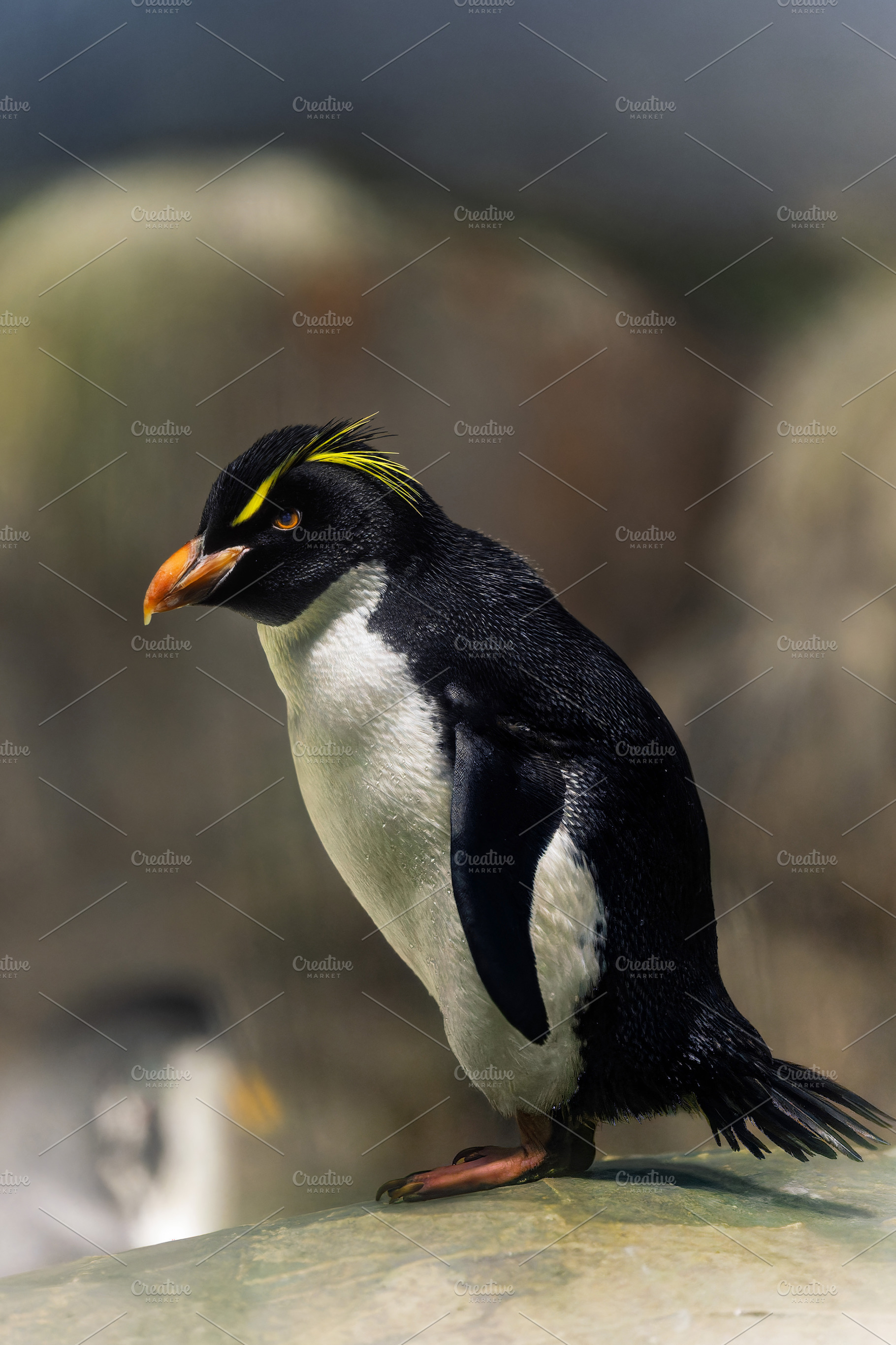 Rockhopper Penguin on a Rock with a, an Animal Photo by Perpis
