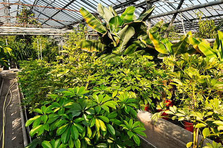 Greenhouse with vibrant tropical plants under a clear glass roof structure, a Photo by AS photostudio
