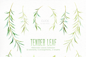 Tender Leaf Watercolor Clipart