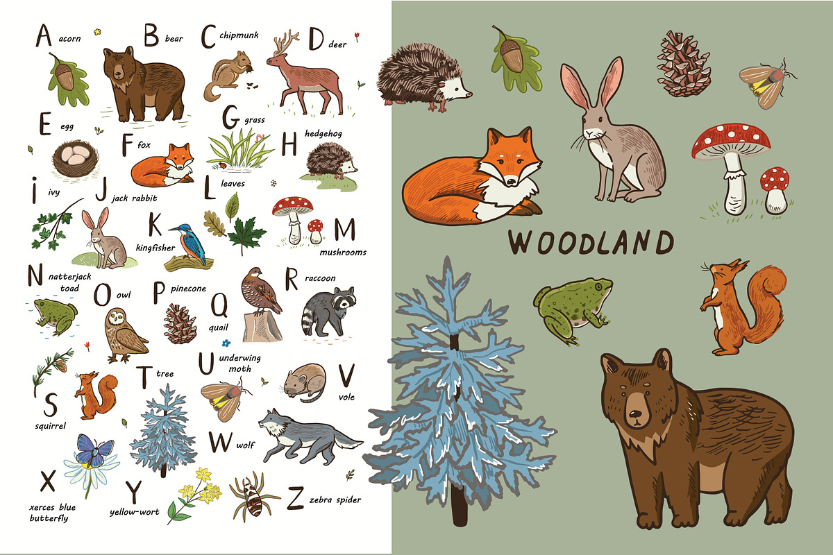 Woodland Alphabet, an Animal Illustration by GooseFrol (Photo 1 of 10)