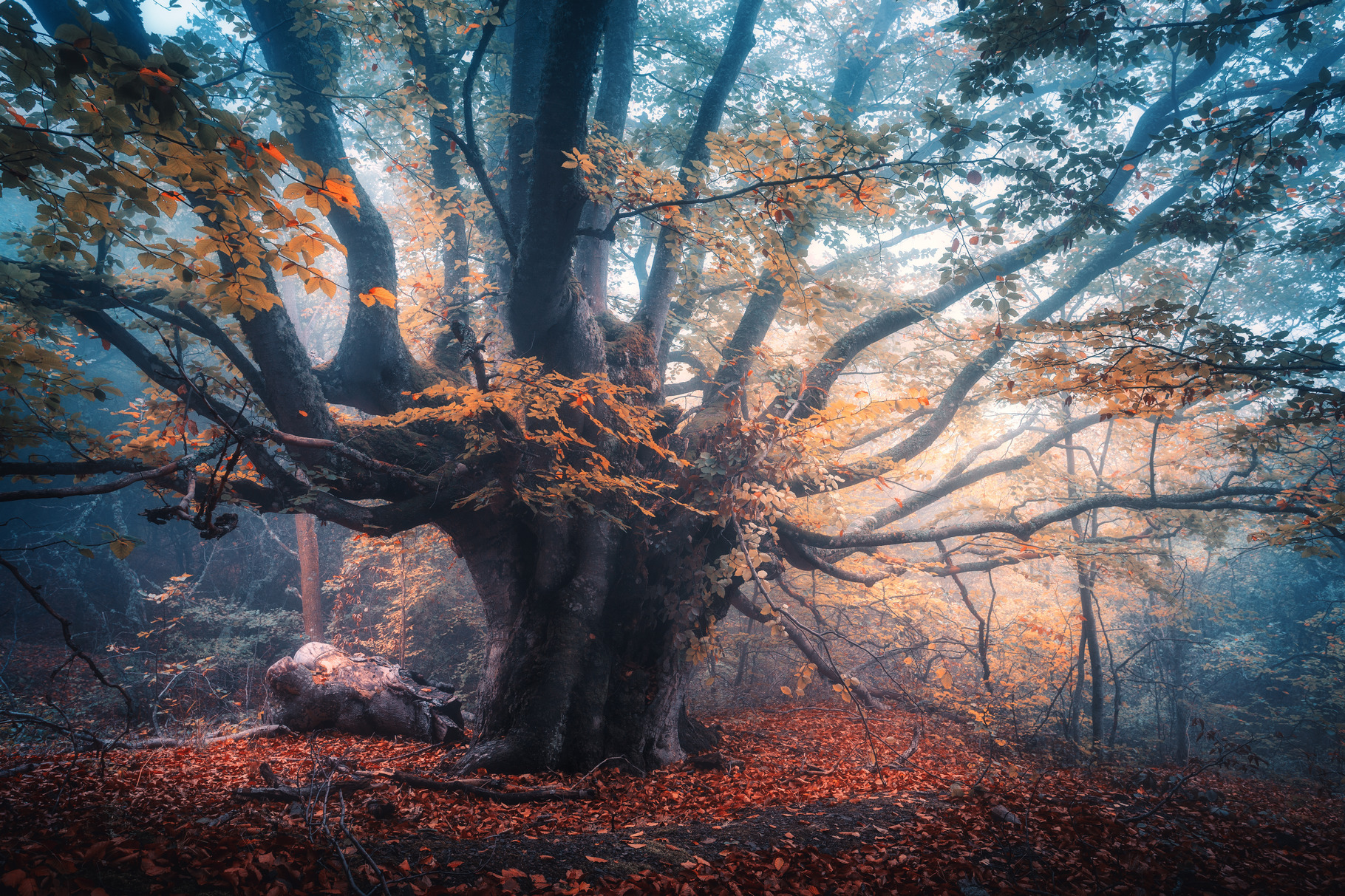 Old tree with big branches in fog featuring forest, tree, and fog, a ...