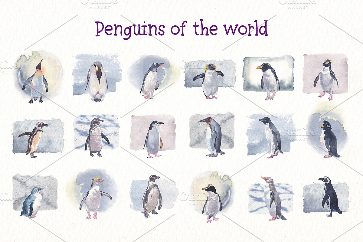 Penguins of de world watercolor set, an Animal Illustration by Art & Things (Photo 4 of 5)