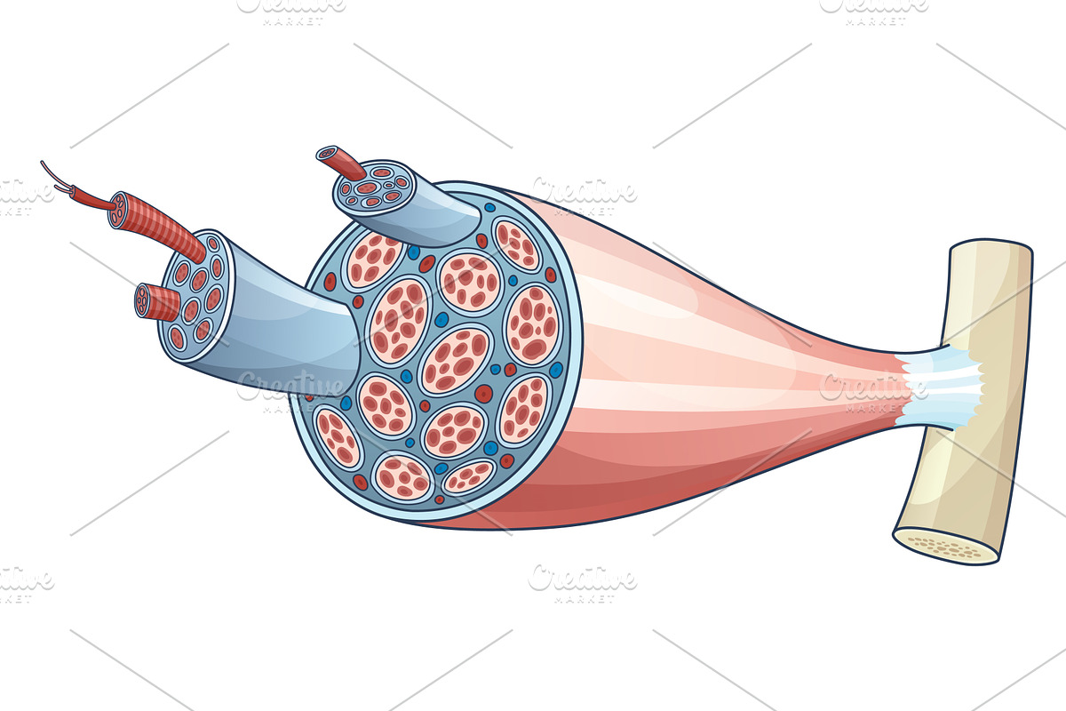 Skeletal muscle anatomy, a Healthcare Illustration by Things for designers