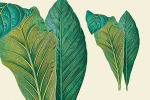 SALE! Botanical Heaven-Illustrations