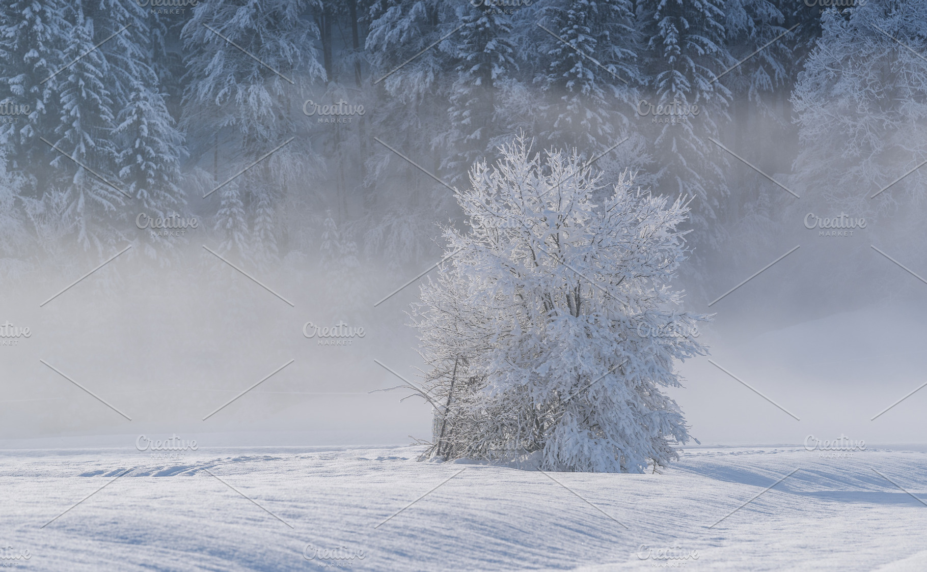 Winter morning in the forest and mountains, a Nature Photo by Dreamy Pixel