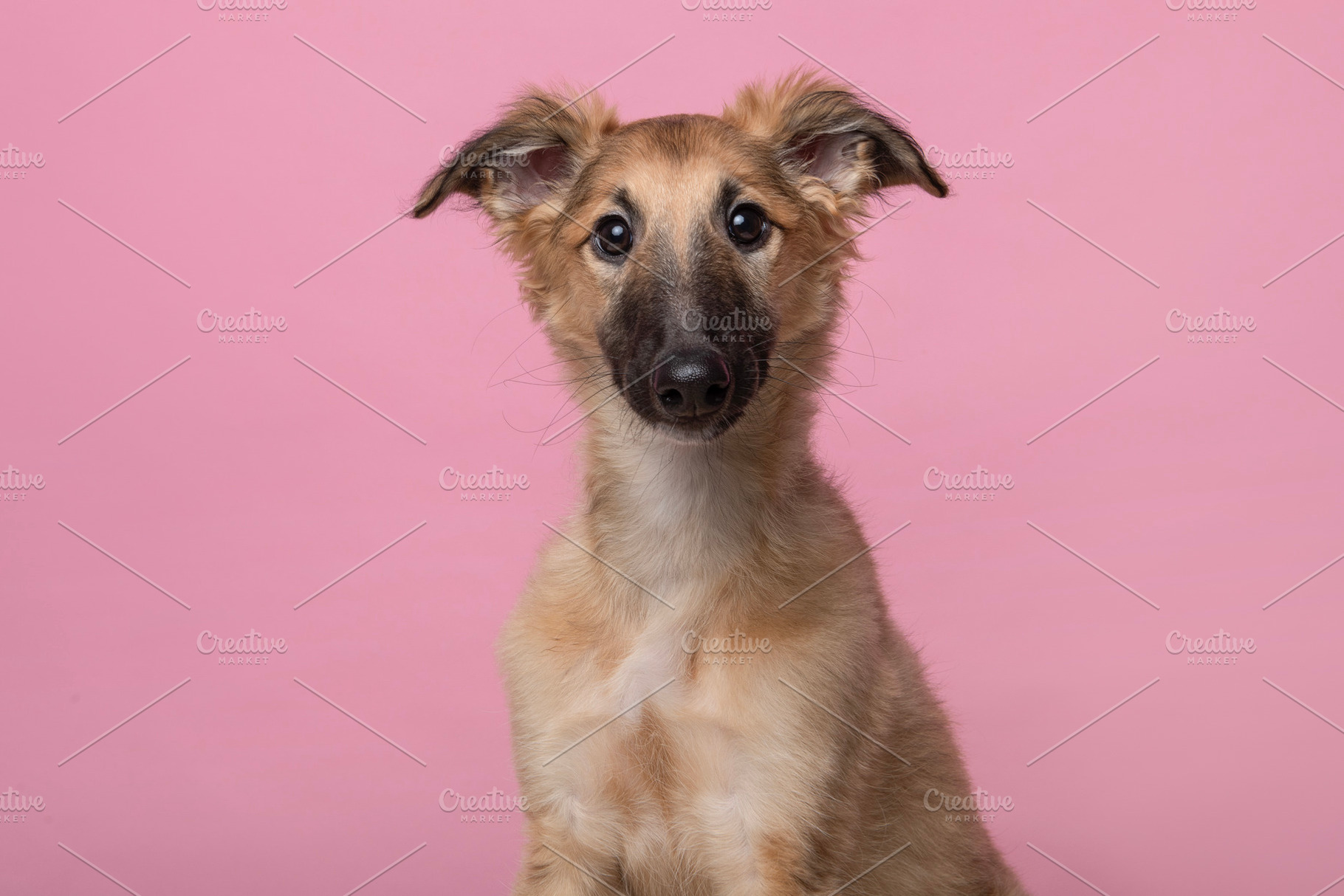 Portrait of a cute silken windsprite, a Photo by Elles Rijsdijk