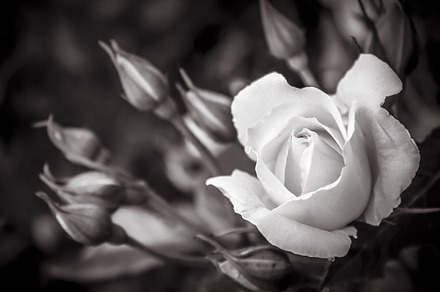 White Rose Containing White Rose And Garden preview 5