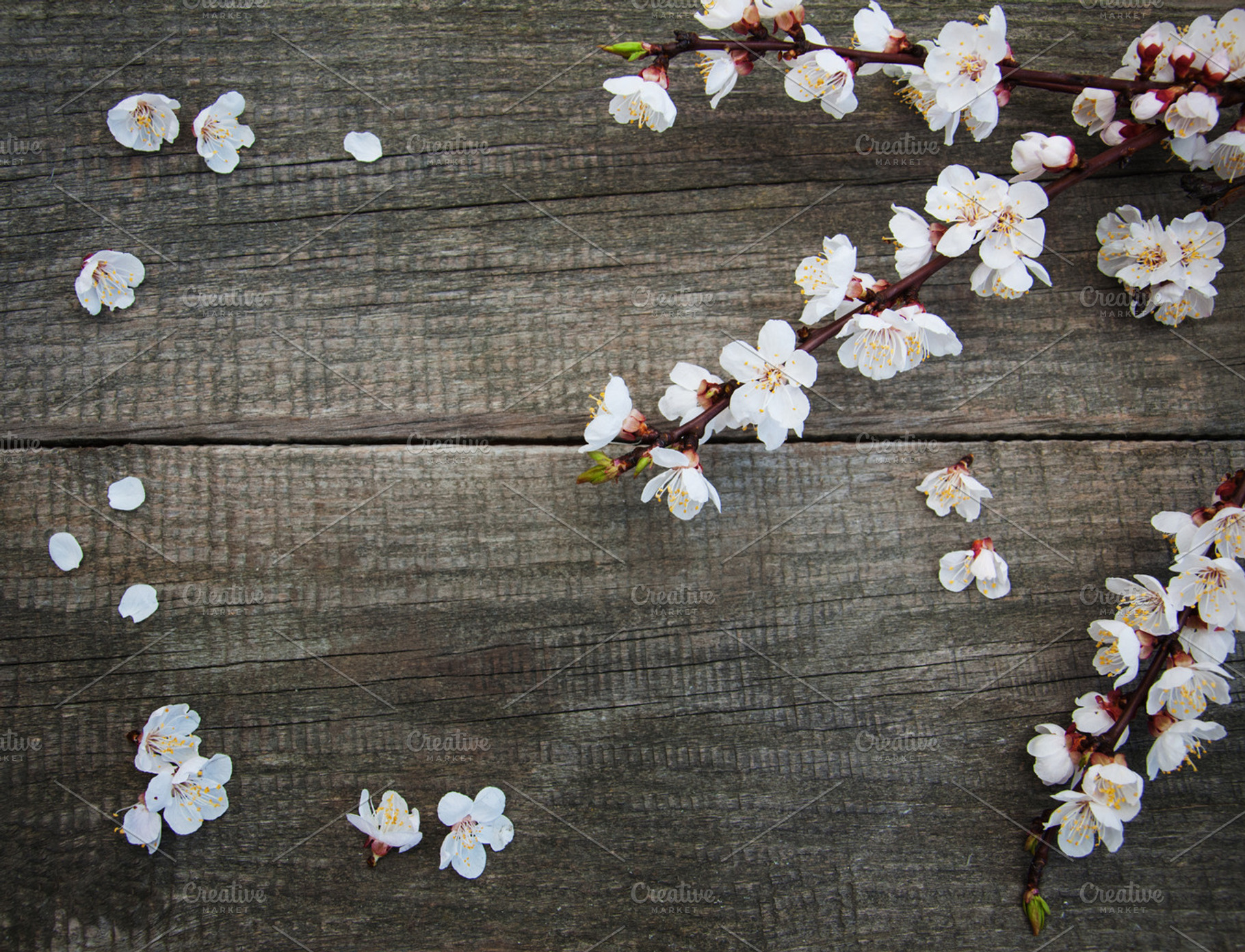 Apricots blossom stock photo containing cherry and blossom, a Nature Photo by Olena Rudo