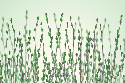 Green pussy willow branches