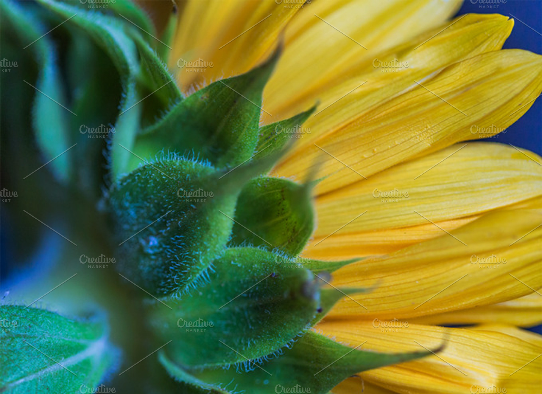 Sunflower Stock Photo