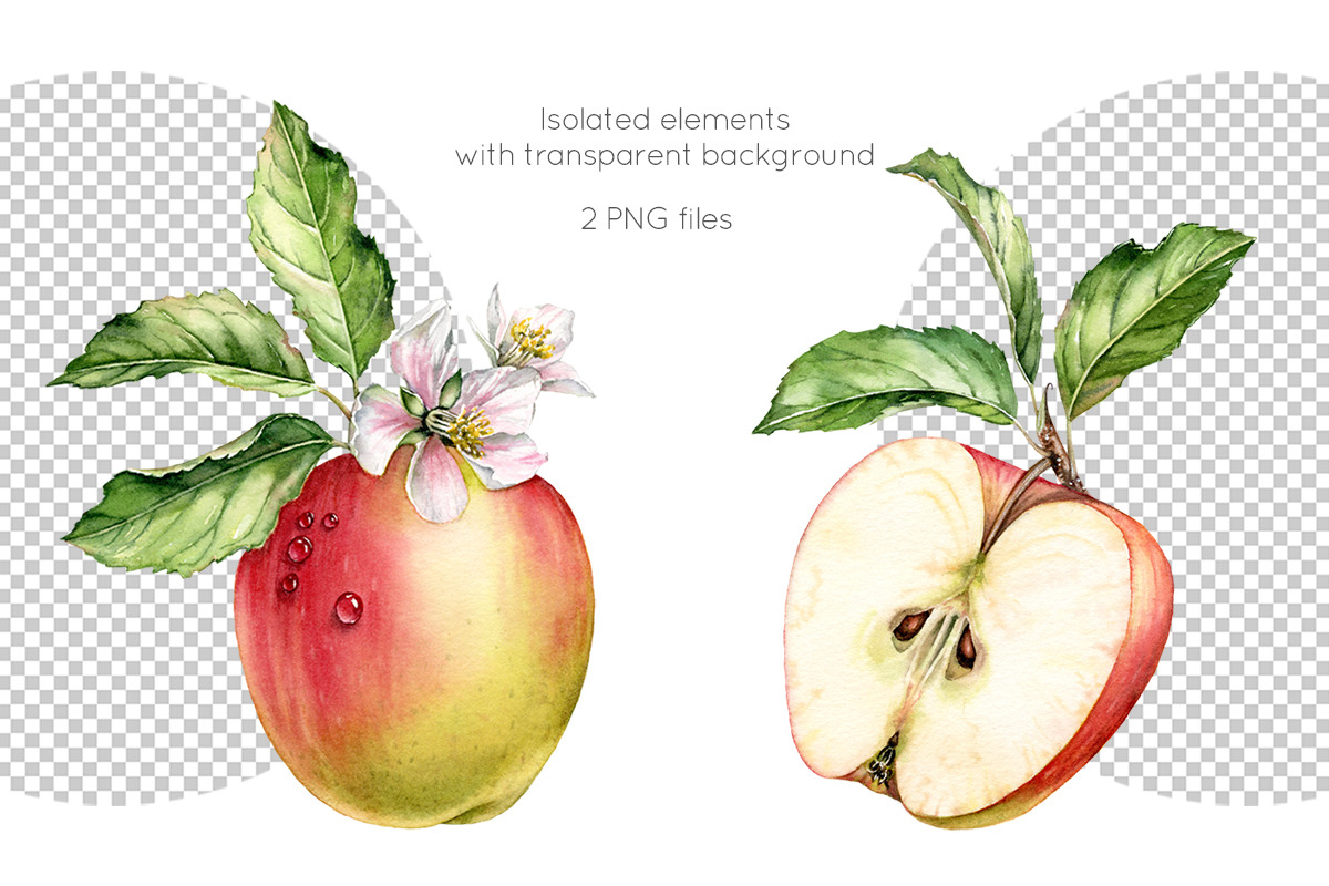Watercolor Apple: whole and half, a Graphic by Akvarelldesign (Photo 2 of 2)