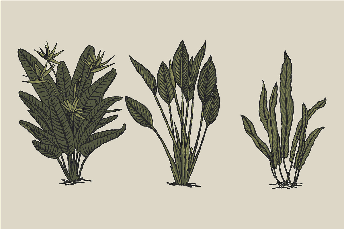 East Indies Botanical Illustrations, a Decorative Illustration by Rusted Works (Photo 5 of 10)