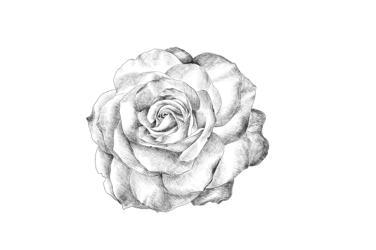Hand Sketched Roses, an Object Graphic by VictoriaKStudio (Photo 4 of 4)