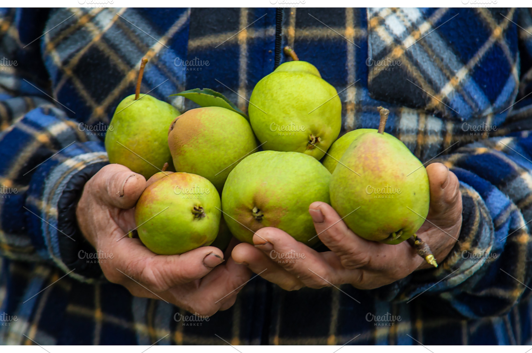 Grandmother harvests pears in the, a Person Photo by yanadjana