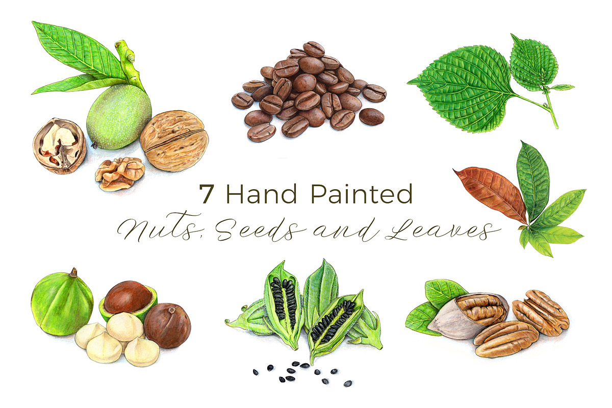 Coffee Beans & Nuts | 7 Cliparts, a Food Illustration by Miriam Figueras (Photo 1 of 4)