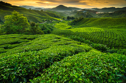 Sunrise at tea plantation stock photo containing sunrise and tea