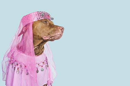 Lovable, pretty brown puppy and party dress, an Animal Photo by Svetlana Barchan