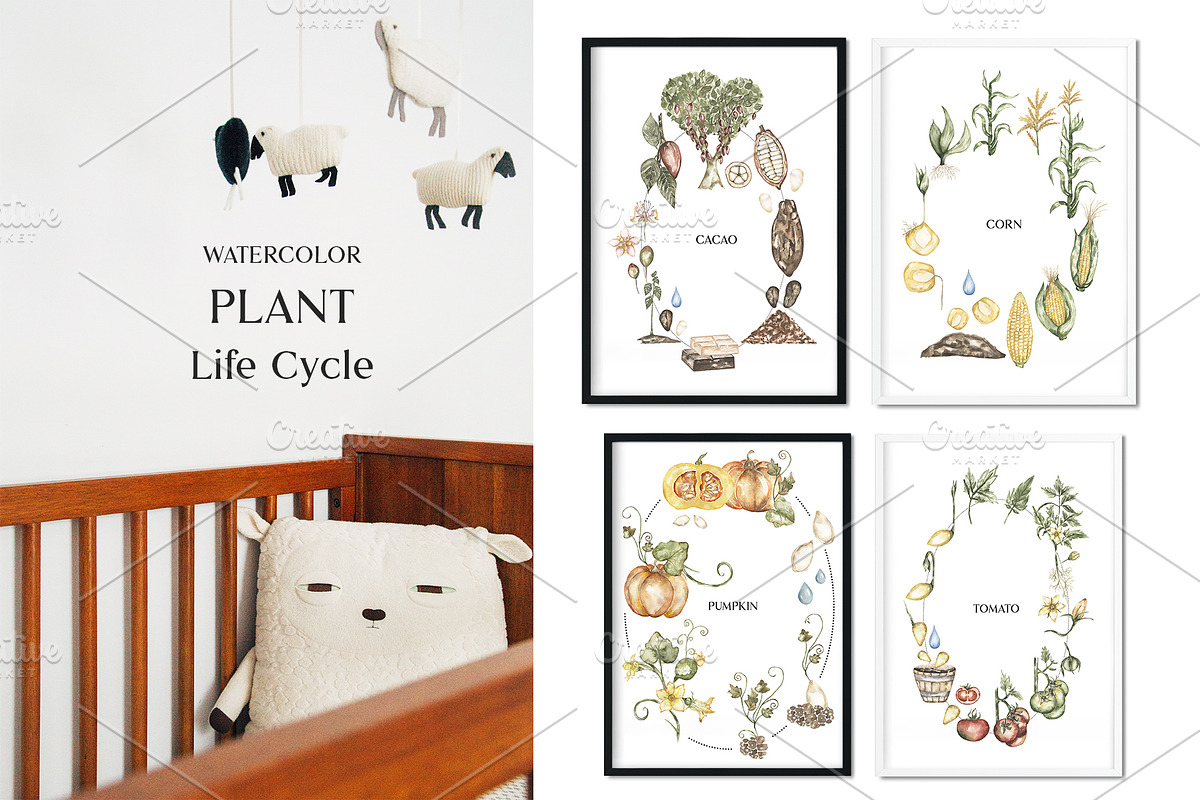 Watercolor Life Cycle Bundle, an Education Illustration by MayaNavits (Photo 15 of 22)