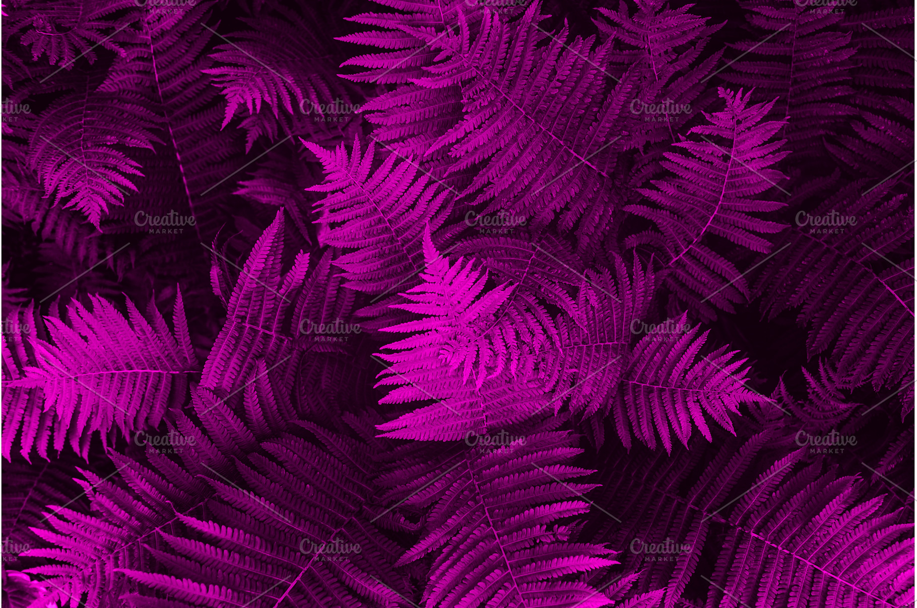 Natural floral fern leaves, a Nature Photo by MAnuta