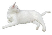 White cat resting isolated photo, an Animal Photo by DanFLCreativo (Thumbnail 1 of 2)