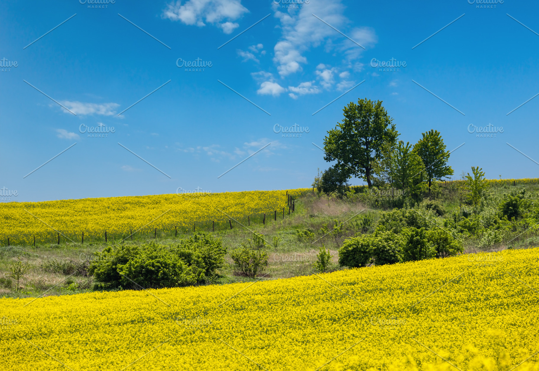 Spring rapeseed yellow blooming fields, a Nature Photo by YuriyB