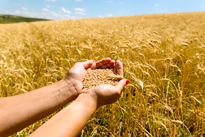 Cupped hands holding wheat grains among golden stalks in a ripe, an Industrial Photo by Ales Munt