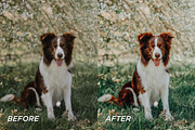 25 Bright Dog Lightroom Presets, a Preset Add-On by TheWayfarerShoppe (Thumbnail 2 of 6)