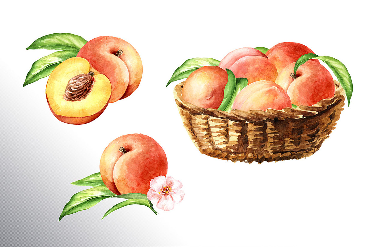 Honey Peaches. Original Watercolor, a Food Illustration by Daria Ustiugova (Photo 9 of 21)