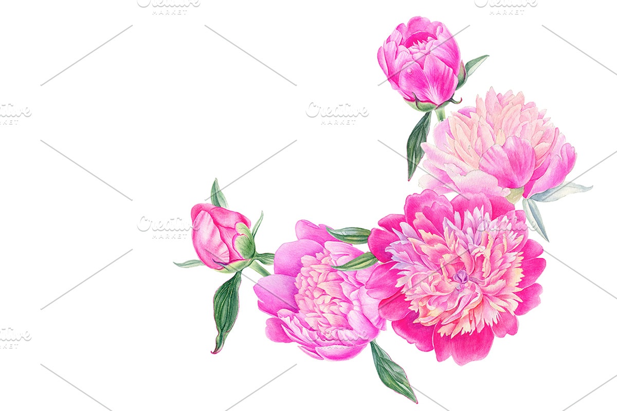 Peonies, a Decorative Illustration by Watercolor life (Photo 3 of 6)