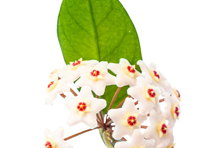 White flowers Hoya Carnosa