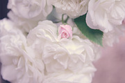 White roses, pink rose bud, a Nature Photo by The Free Creatives (Thumbnail 2 of 2)