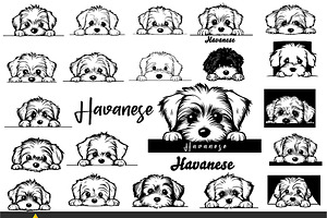 Peeking Havanese Dog Puppy Vector, an Animal Illustration by ARTify Illustrations