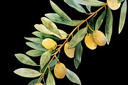 Watercolor Oliva Branch Clipart Png, an Object Graphic by Naty Art (Thumbnail 8 of 8)